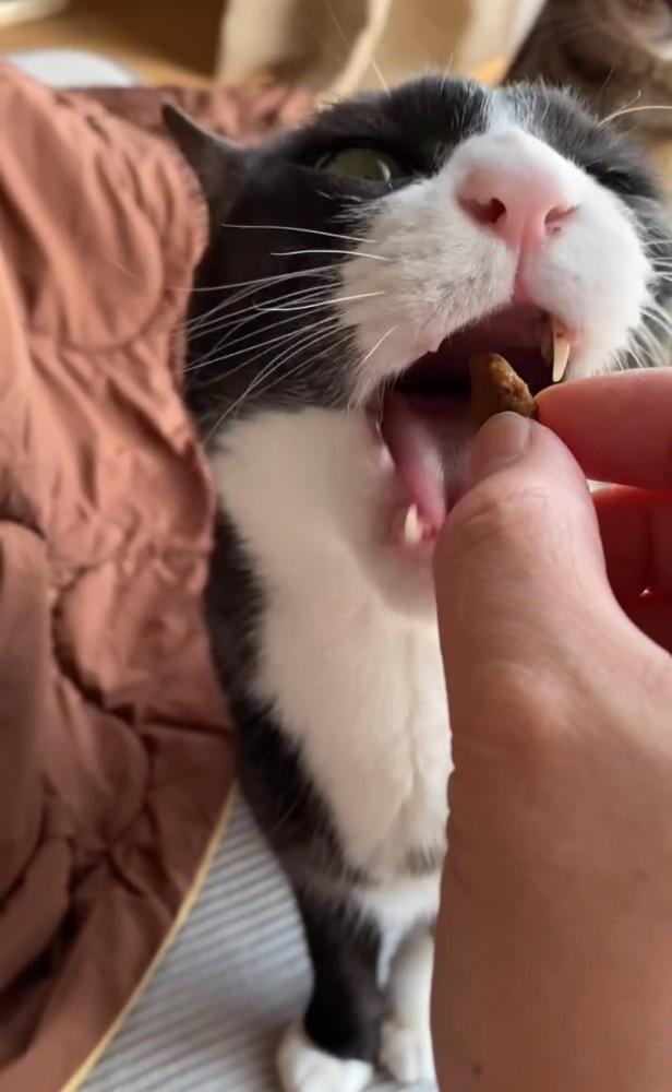 角度を変えて試みる猫