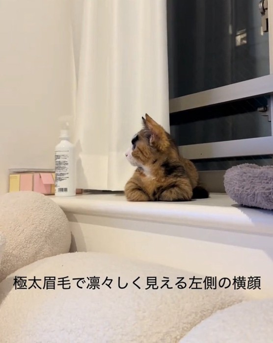 窓際でくつろぐラニちゃん