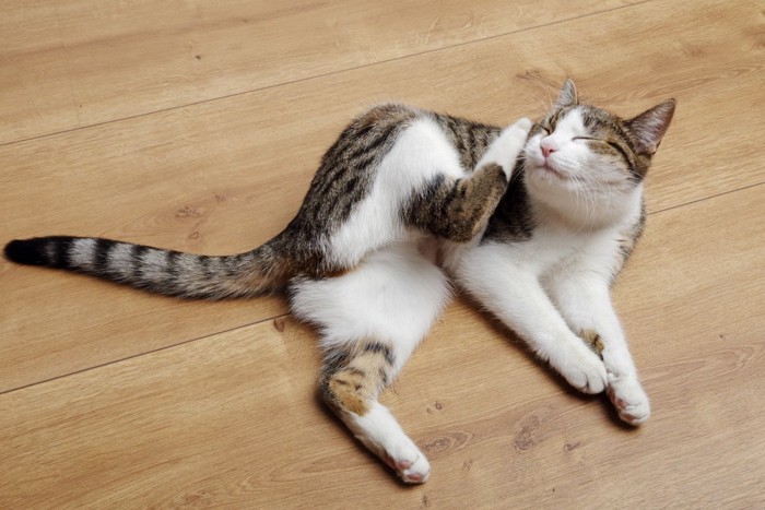 頭を掻いている猫