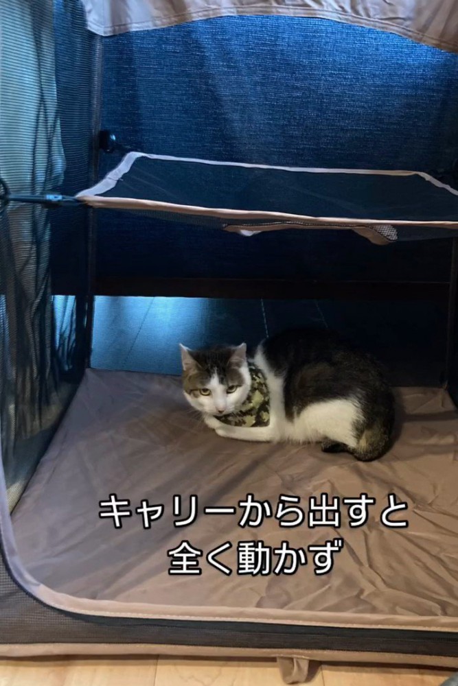 うずくまる猫