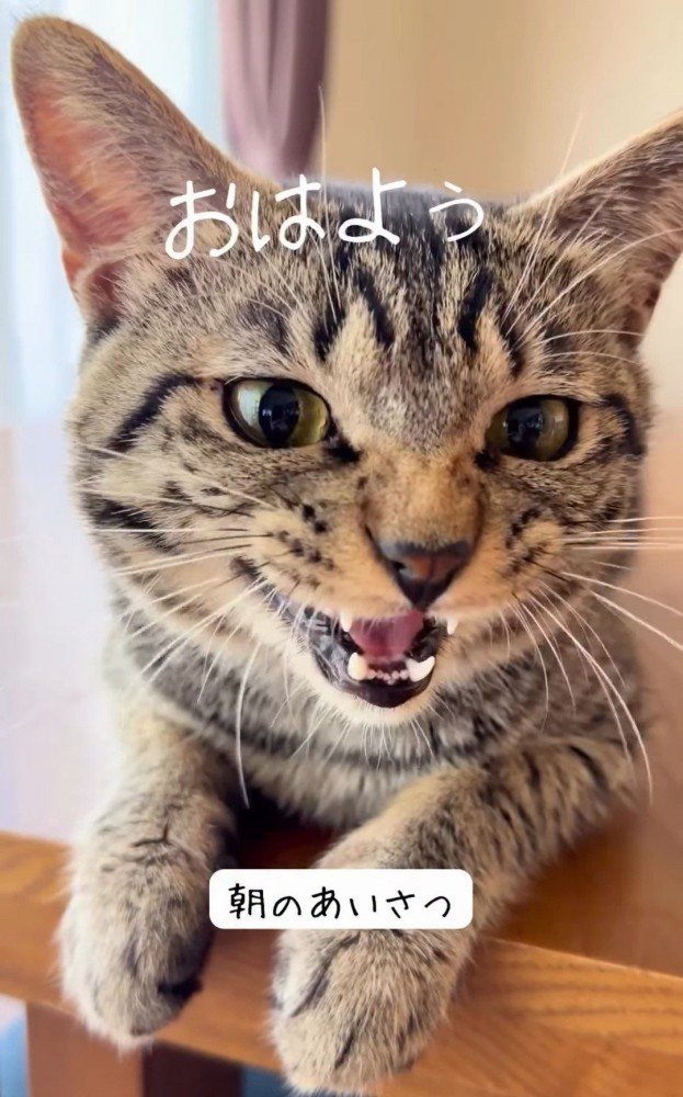 前を見て鳴く猫