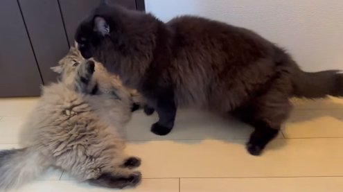 黒猫の前で横になる猫%ヶ月前とまったく同じ流れです（笑）