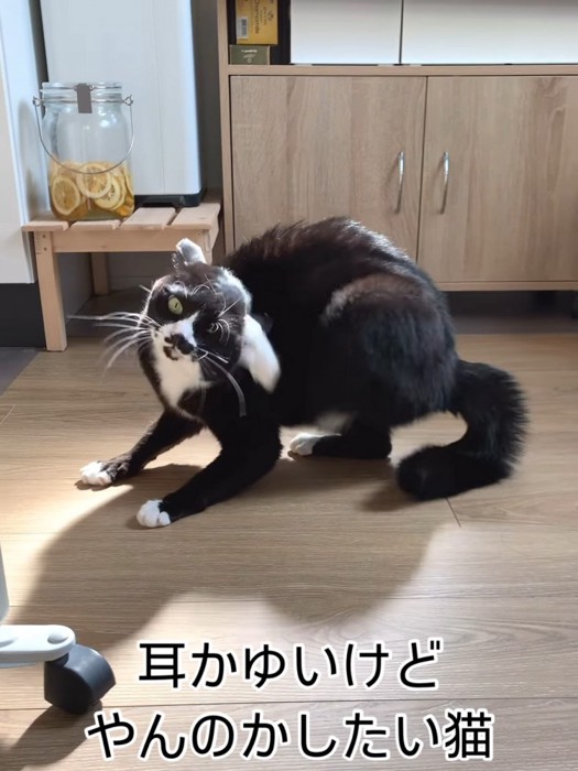 後ろ足で耳をかく猫