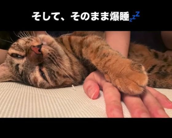 人の手に前足をのせて目を細める猫