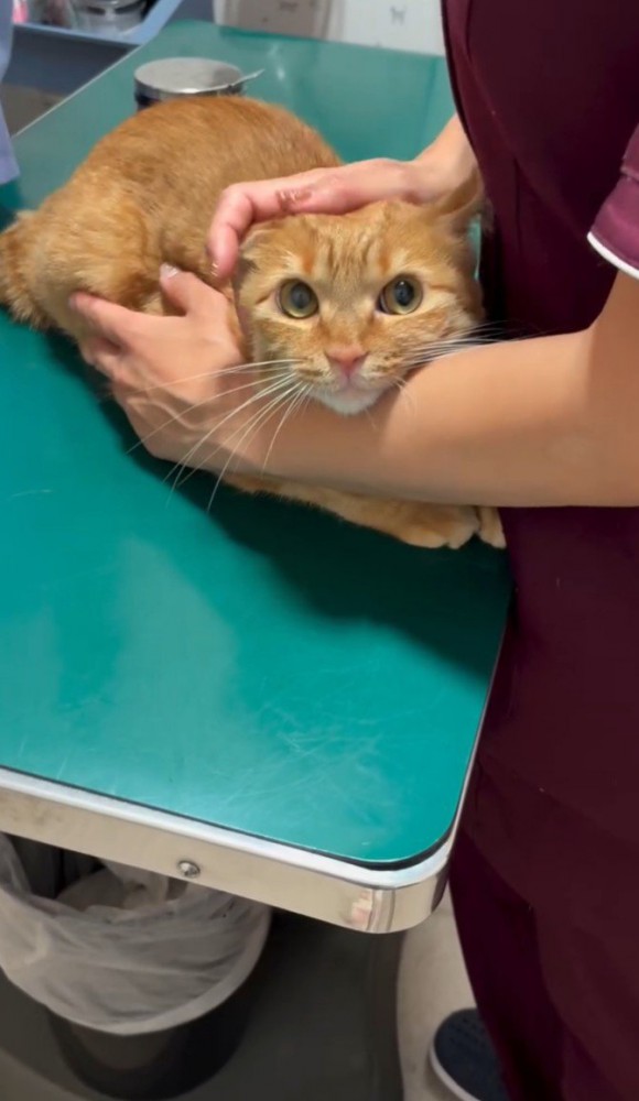 診察台上の茶トラ(キョロキョロ)