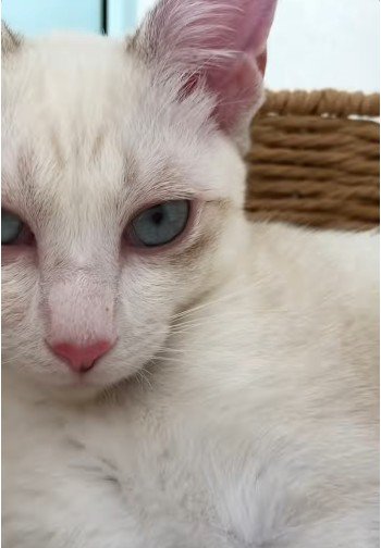 横になっている猫