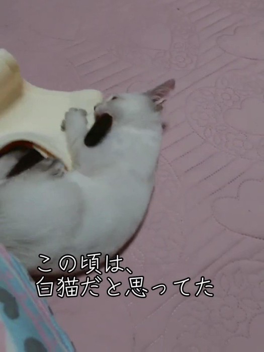 寝転んで遊ぶ子猫
