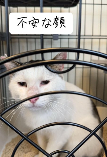 ケージの中で不安そうな顔の猫