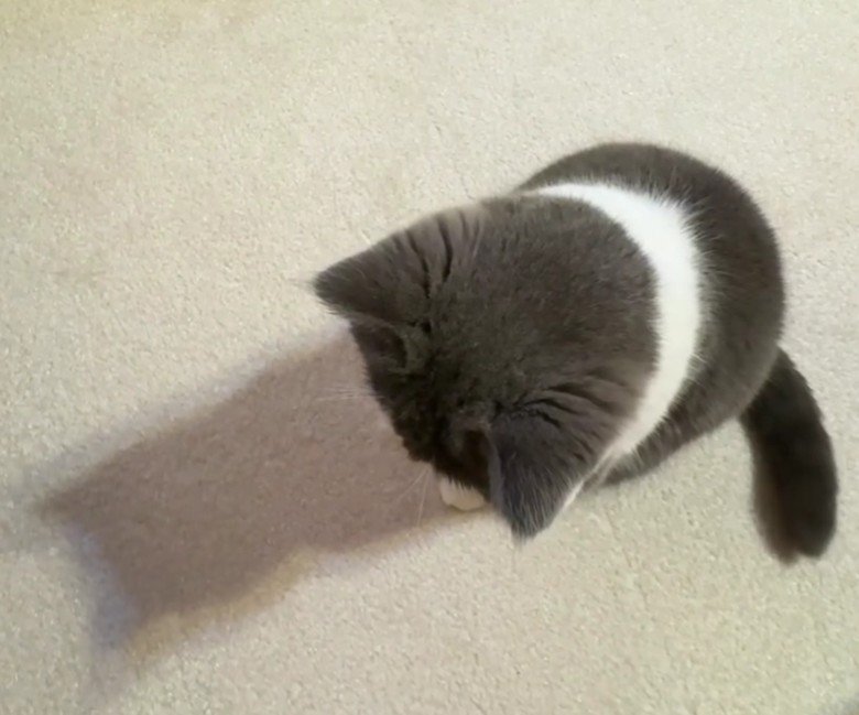 座って床を見ている猫