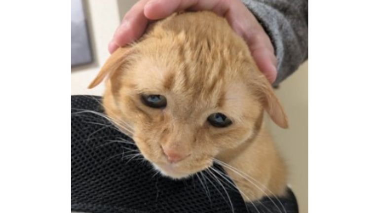 撫でられている猫