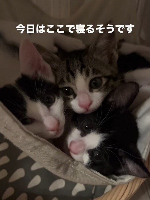 ハンモックにいる3匹の子猫