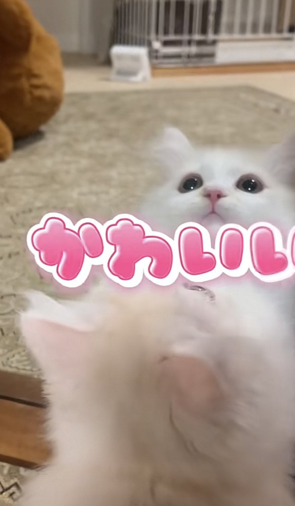 鏡の前で遊ぶ猫の写真3