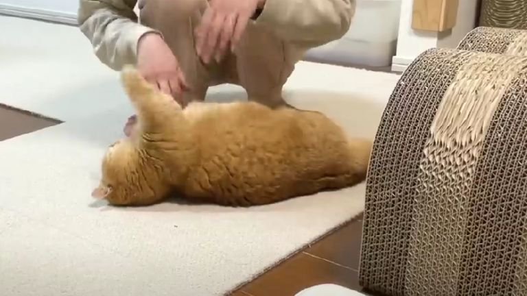 甘えている猫