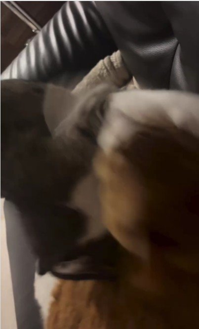 ケンカをしている猫たち