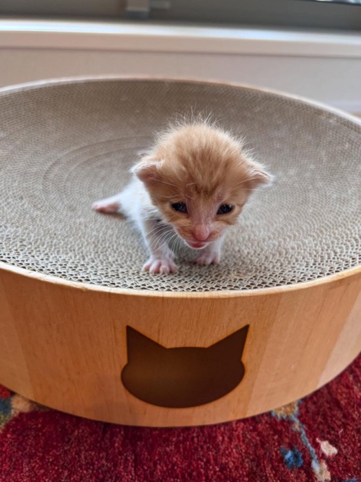 小さかった頃のノニちゃん