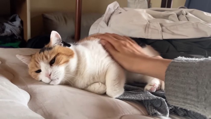 お腹をなでなで