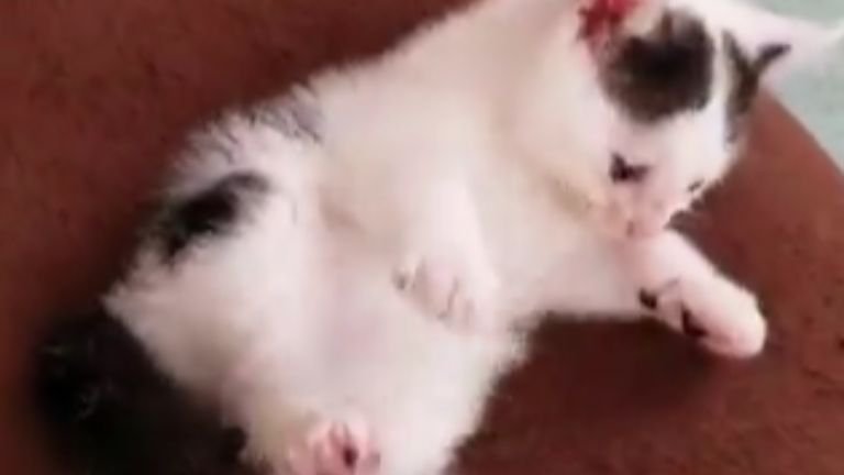 室内にいる子猫