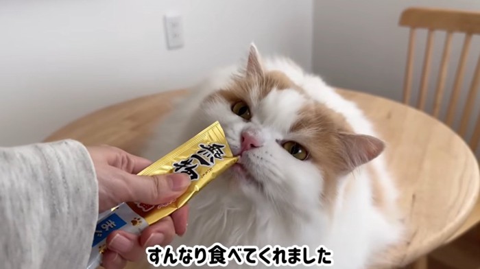 おやつを食べる猫