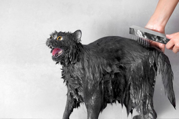 お湯をかけられて鳴いている猫