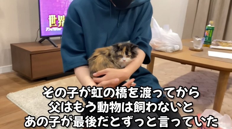 抱っこされる子猫