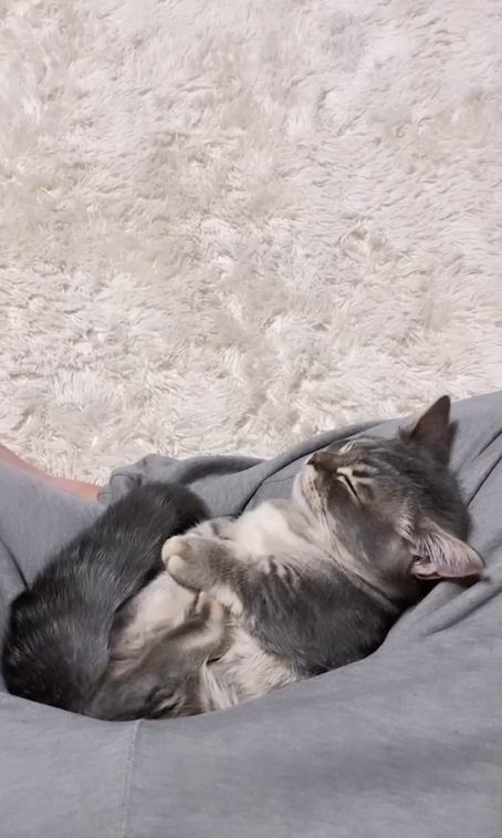 しっぽを動かすみりんくん