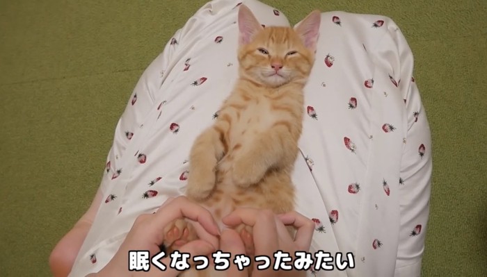 眠くなってきた子猫