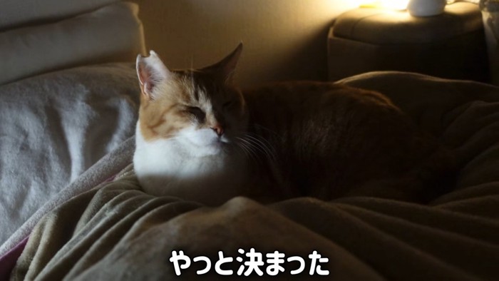 目を閉じる猫