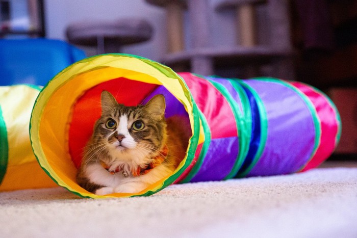 トンネルで遊ぶ猫