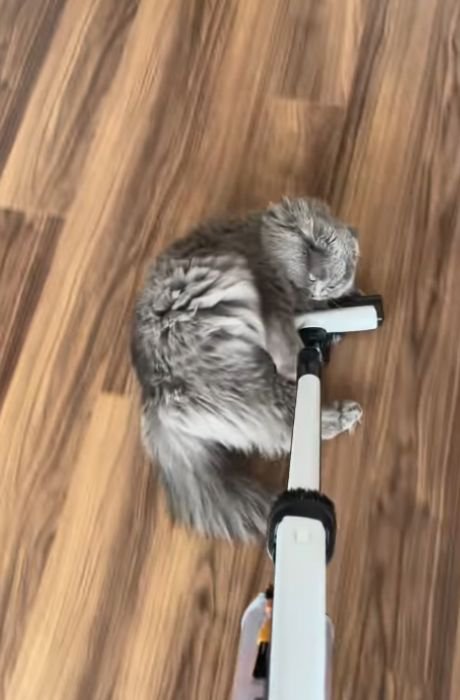 掃除機のヘッド中央に顔を寄せる猫