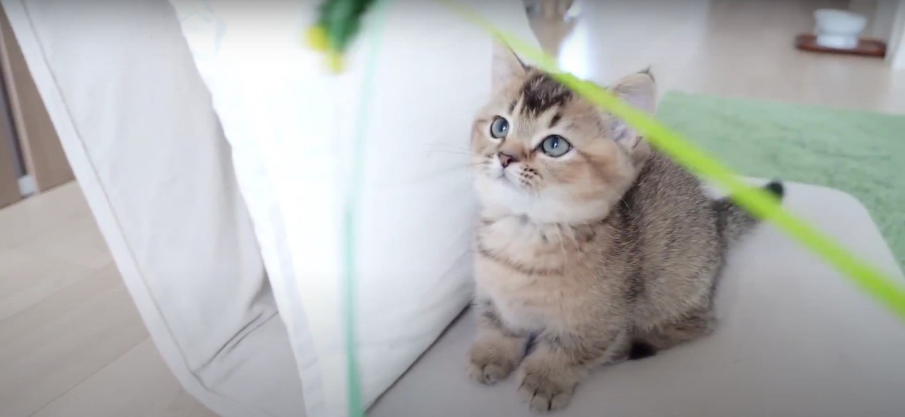 遊んでいる猫%%猫じゃらしに夢中