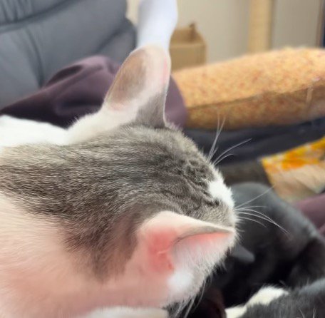 黒猫の頭を舐めてあげるキジ白猫