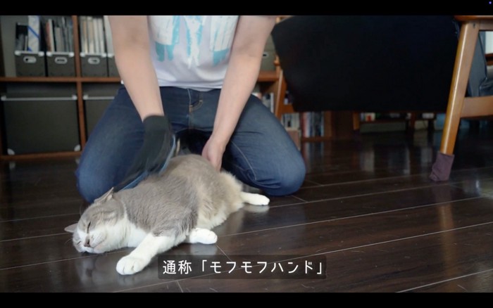 受け入れる猫