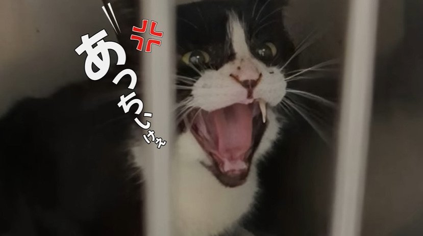 威嚇する猫
