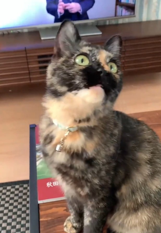 天井を見つめる猫