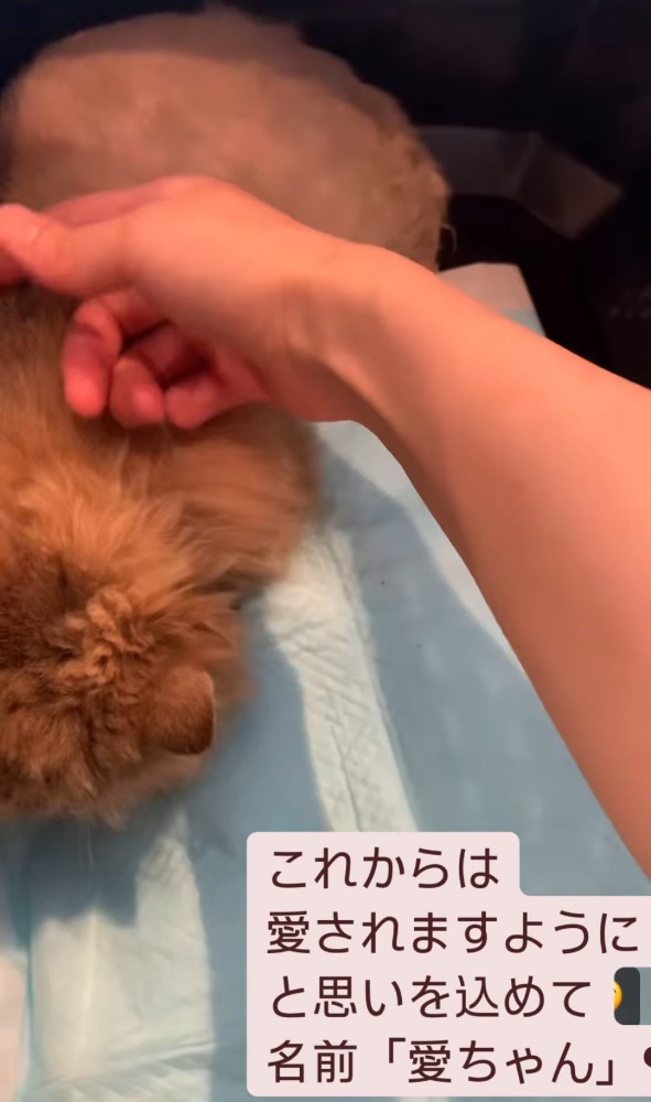 なでられる猫