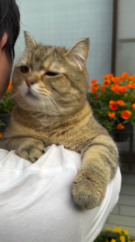 男性に抱っこされて片目を閉じる猫