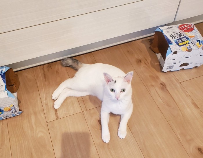 寝そべる猫
