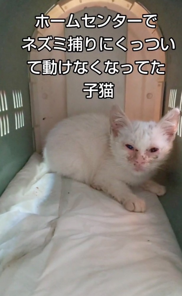 ノミだらけの子猫