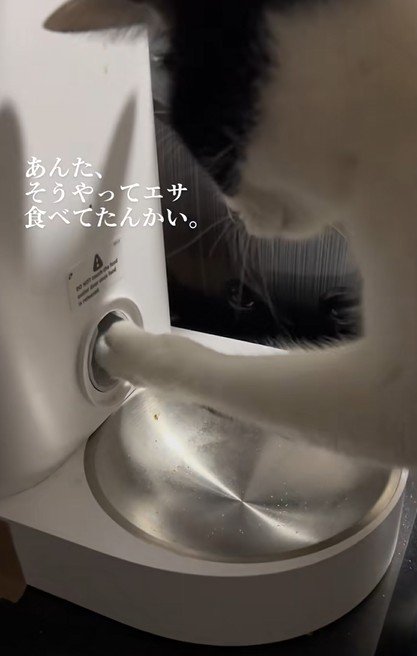 自動給餌器の穴に手をつっこむ猫