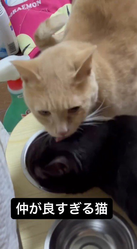 黒猫の頭を舐めるオレンジ色の猫