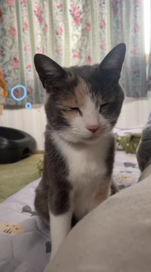 夏毛のにゃうちゃん