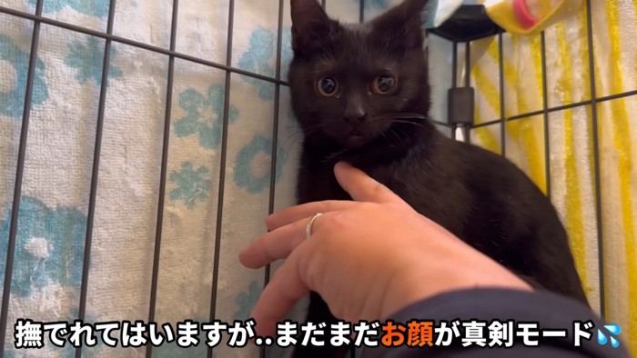 テロップ「撫でれては～」