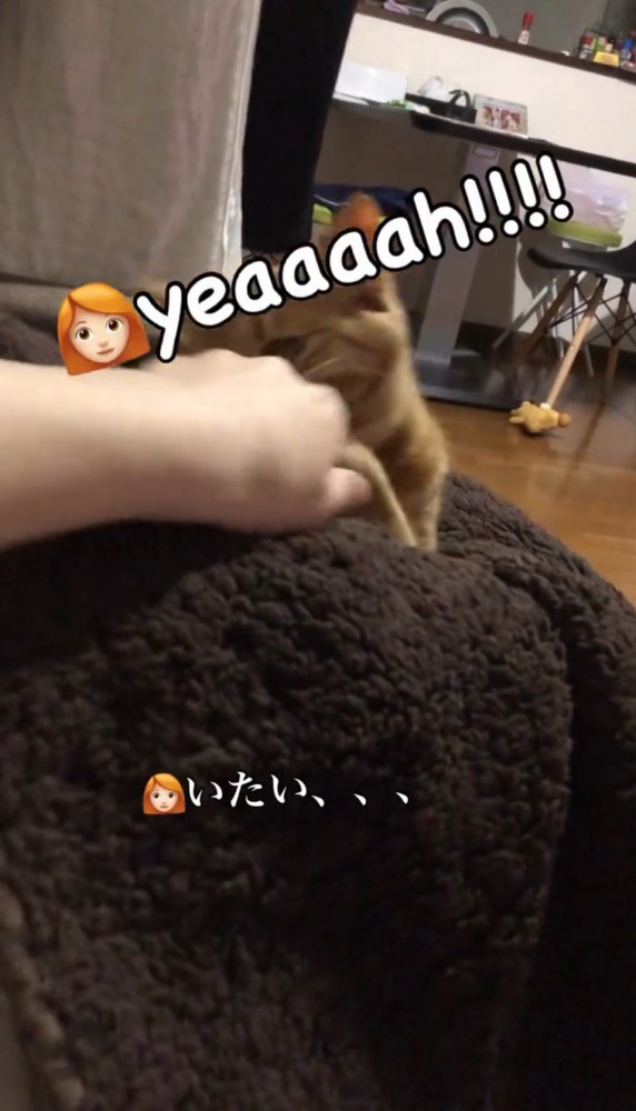 飼い主の手を甘噛みする猫