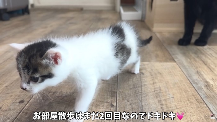 テロップ「お部屋散歩はまだ～」