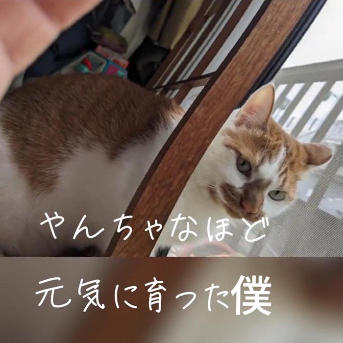 障子を破った猫