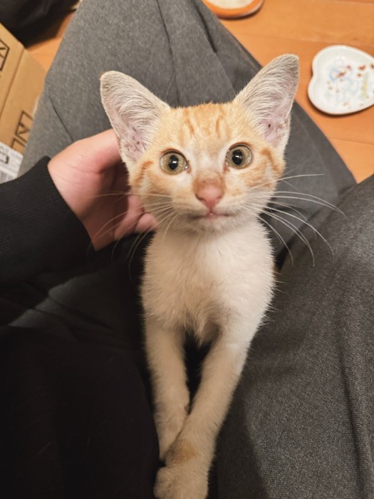 飼い主の膝の上に乗る子猫
