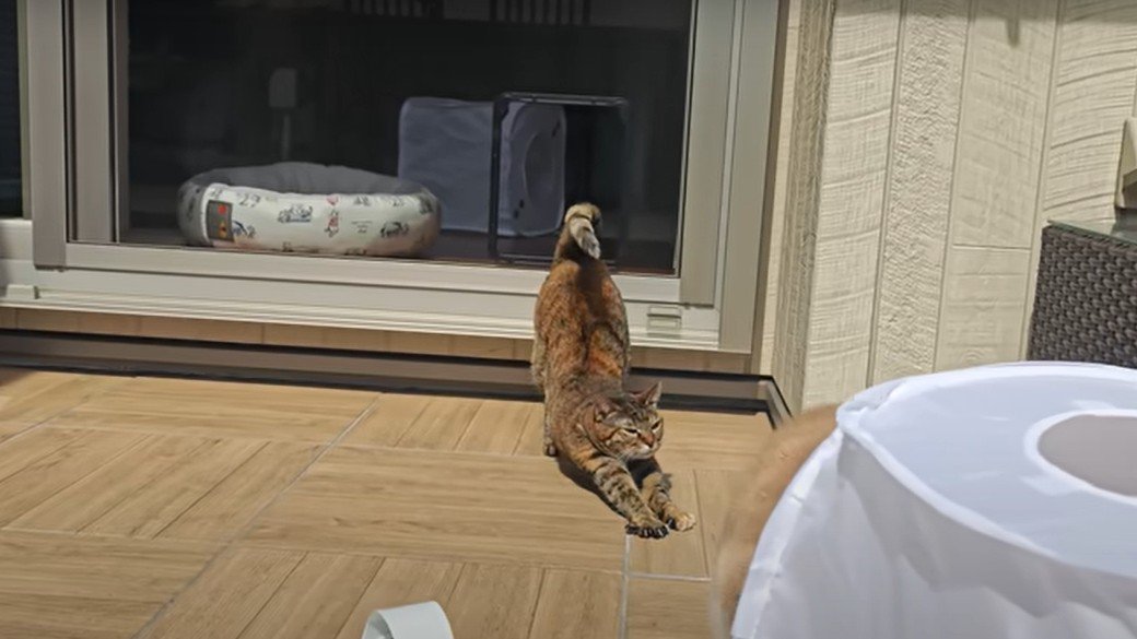 伸びをする猫
