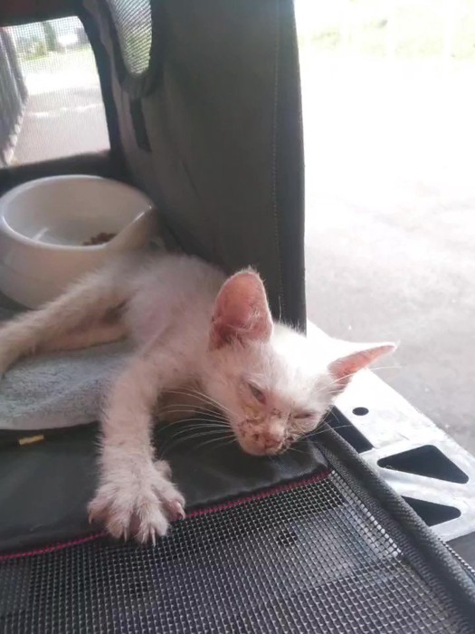 横になる弱っている子猫