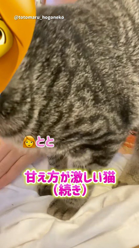 飼い主のお腹の上に立つ猫