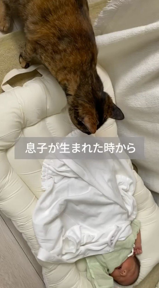 眠っている赤ちゃんを見つめる猫